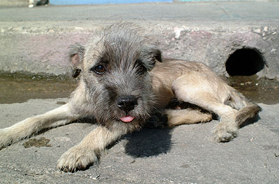 Dog