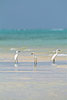 Egrets9178