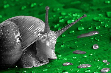 snaildrops