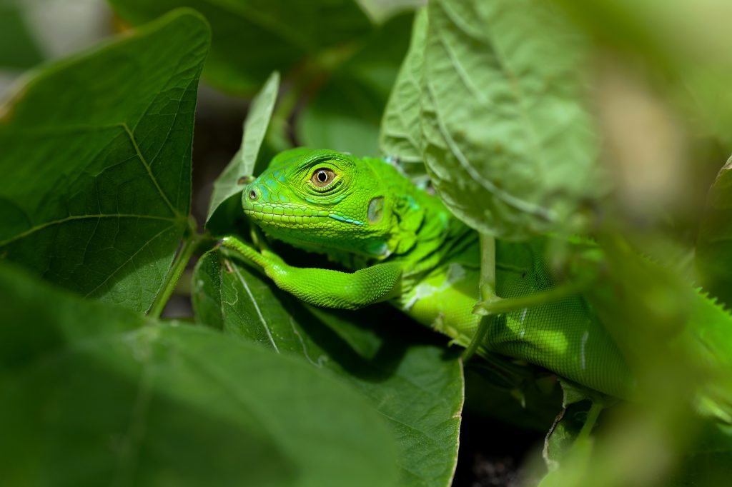 cayman green iguana